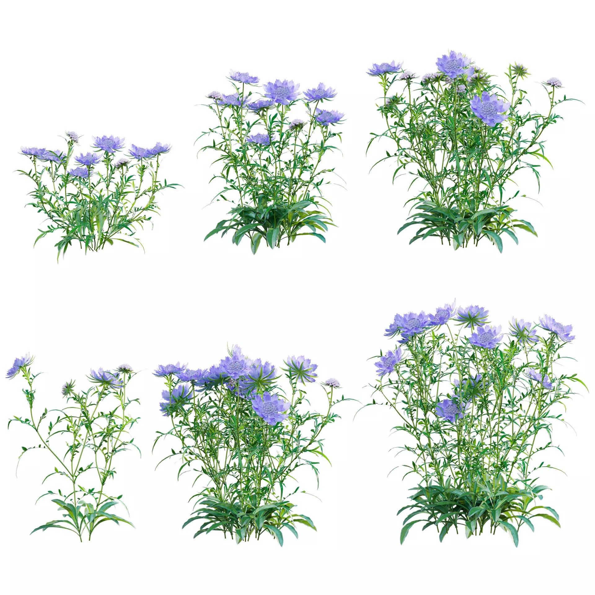 Scabiosa Flower - Low-Poly Game-Ready 3D Model - View 2