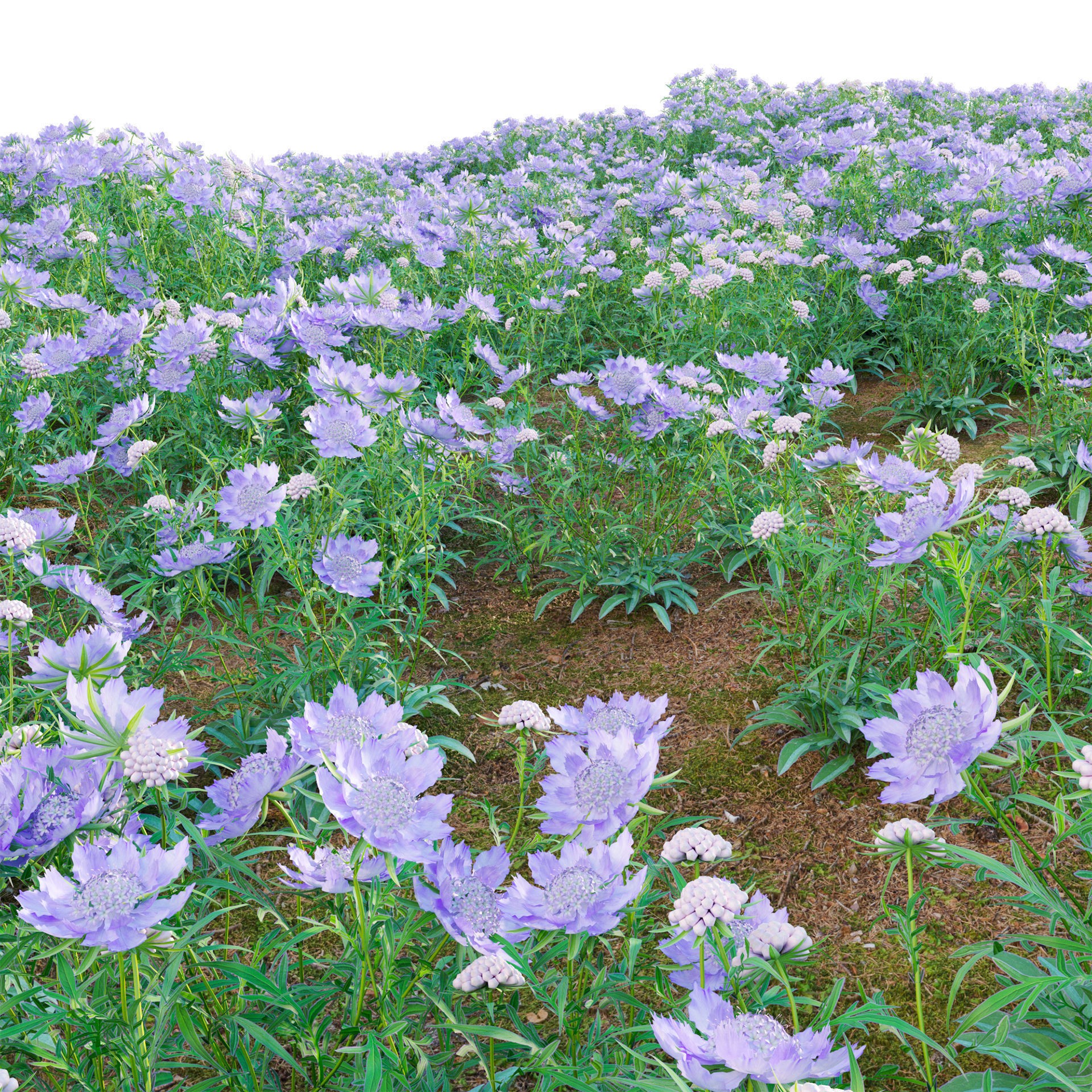 Scabiosa Flower - Low-Poly Game-Ready 3D Model - View 4