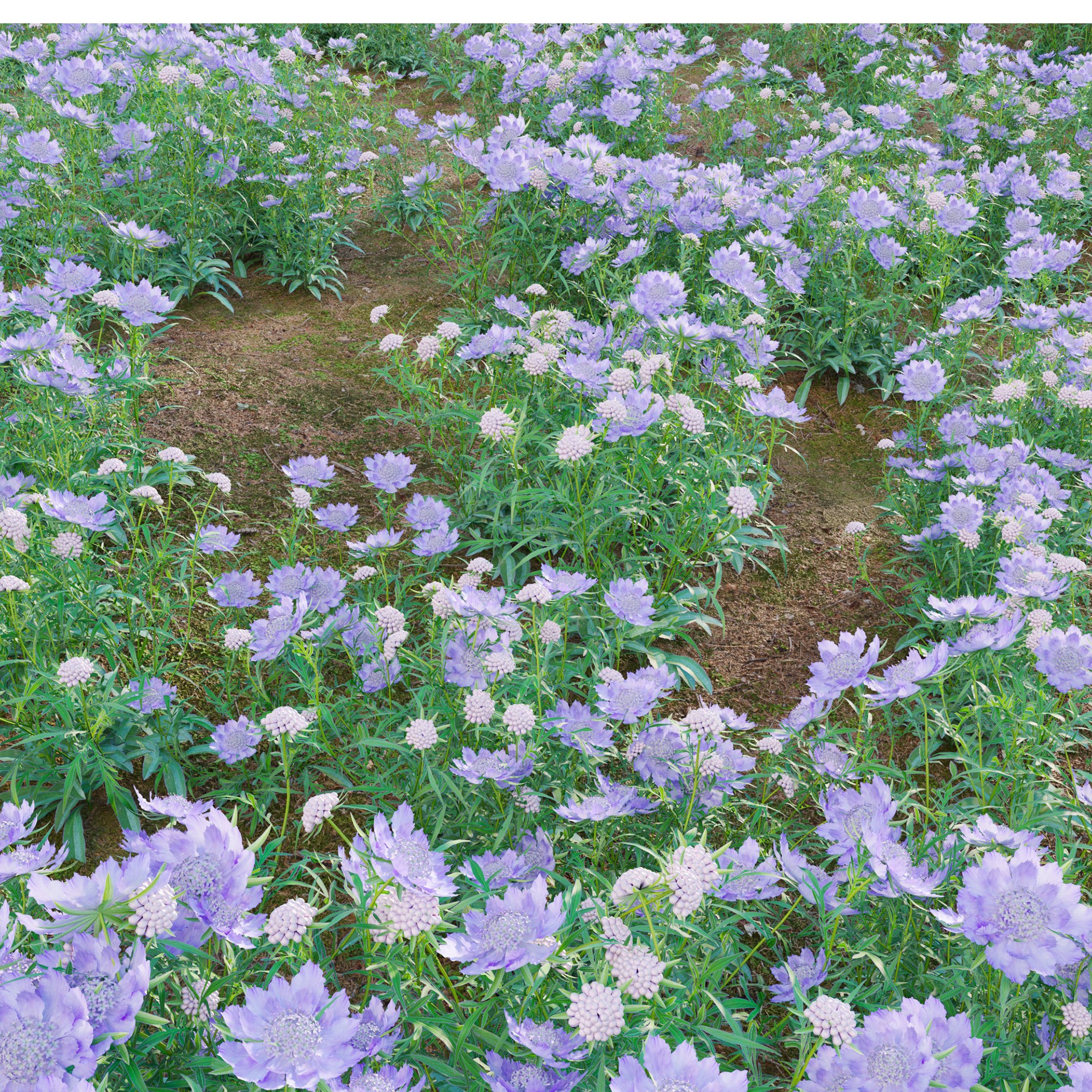 Scabiosa Flower - Low-Poly Game-Ready 3D Model - View 5