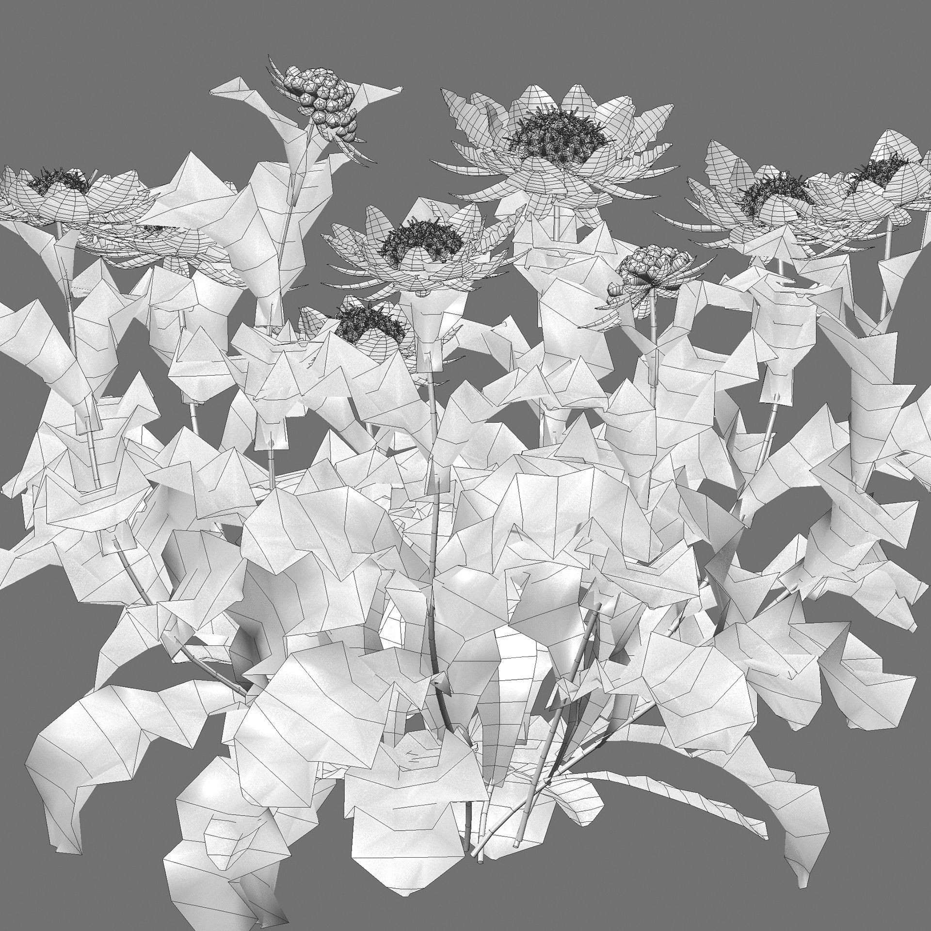 Scabiosa Flower - Low-Poly Game-Ready 3D Model - View 6