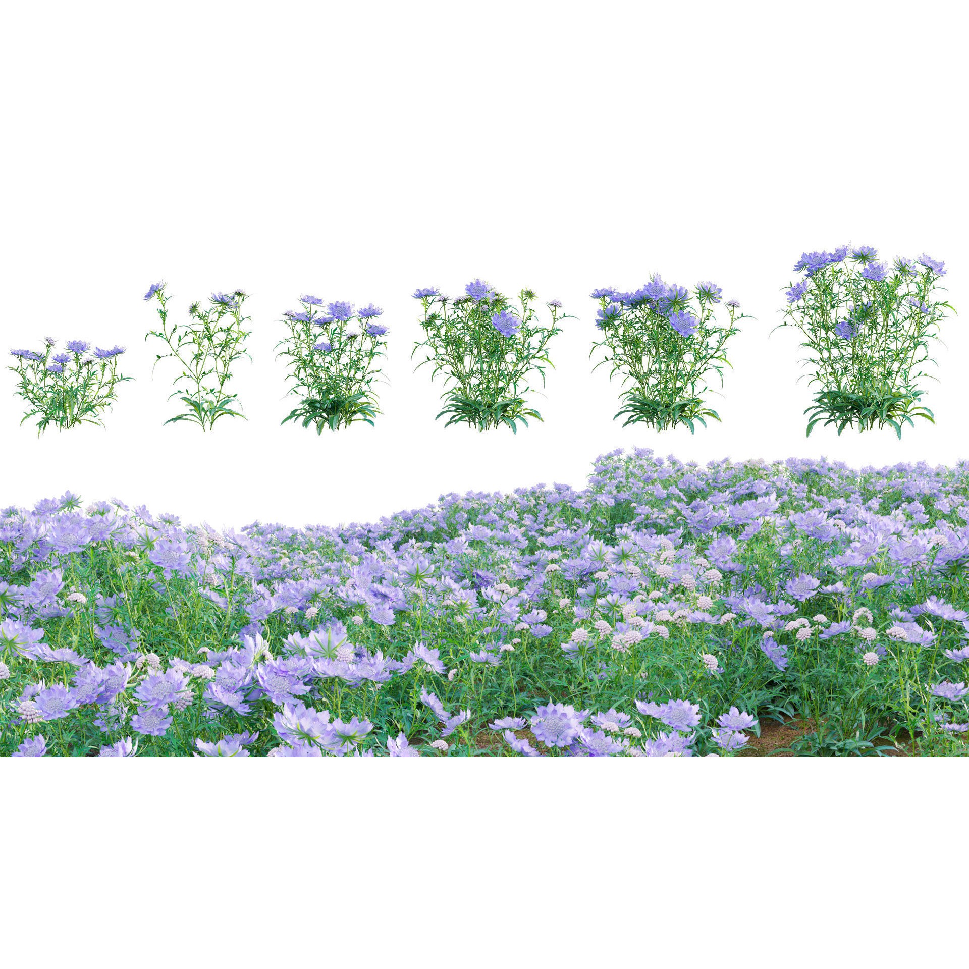 Scabiosa Flower - Low-Poly Game-Ready 3D Model - View 7