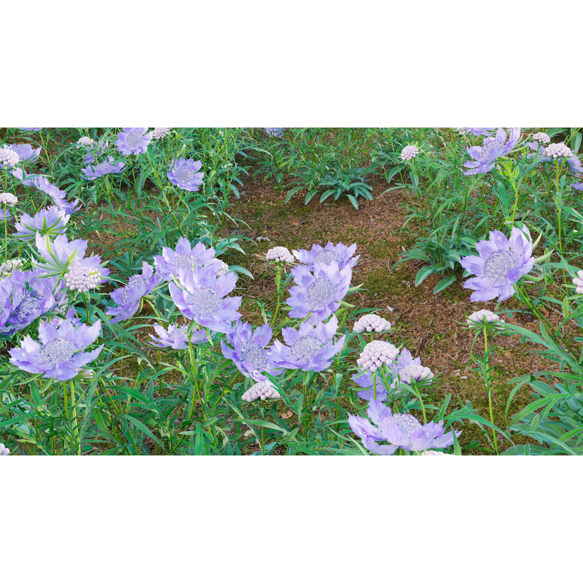 Scabiosa Flower - Low-Poly Game-Ready 3D Model - View 8