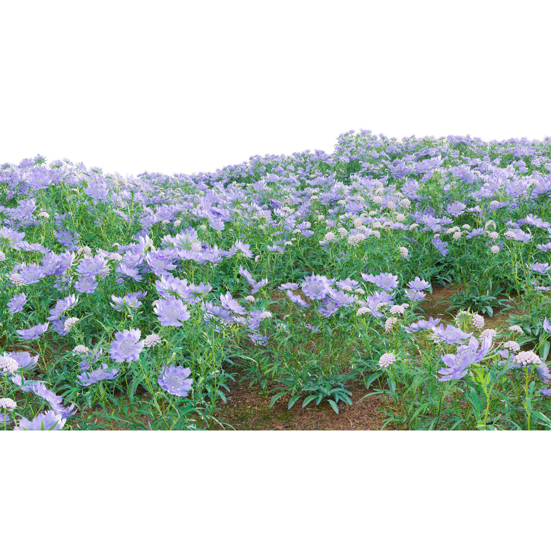 Scabiosa Flower - Low-Poly Game-Ready 3D Model - View 9