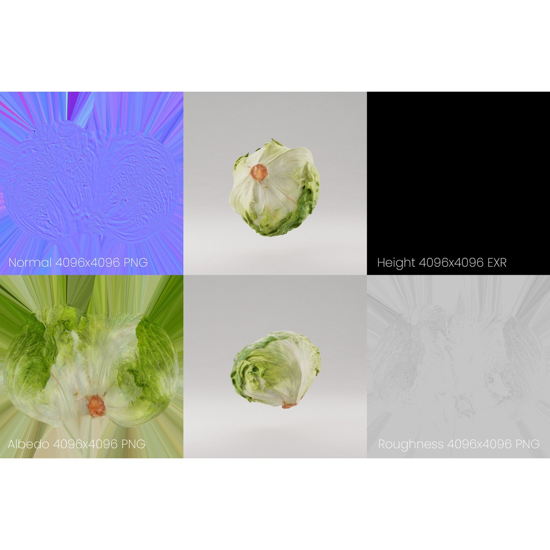 Iceberg Lettuce 3D Model – Realistic PBR Game Asset, FBX, OBJ, C4D