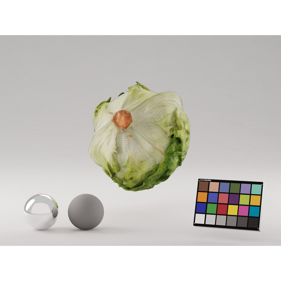 Iceberg Lettuce 3D Model – Realistic PBR Game Asset, FBX, OBJ, C4D - View 7