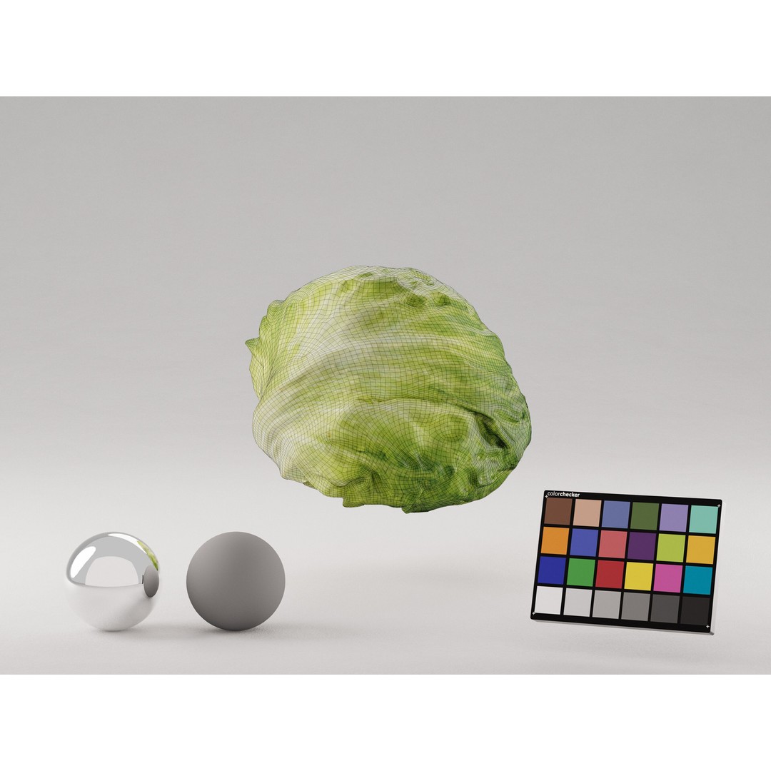 Iceberg Lettuce 3D Model – Realistic PBR Game Asset, FBX, OBJ, C4D - View 8