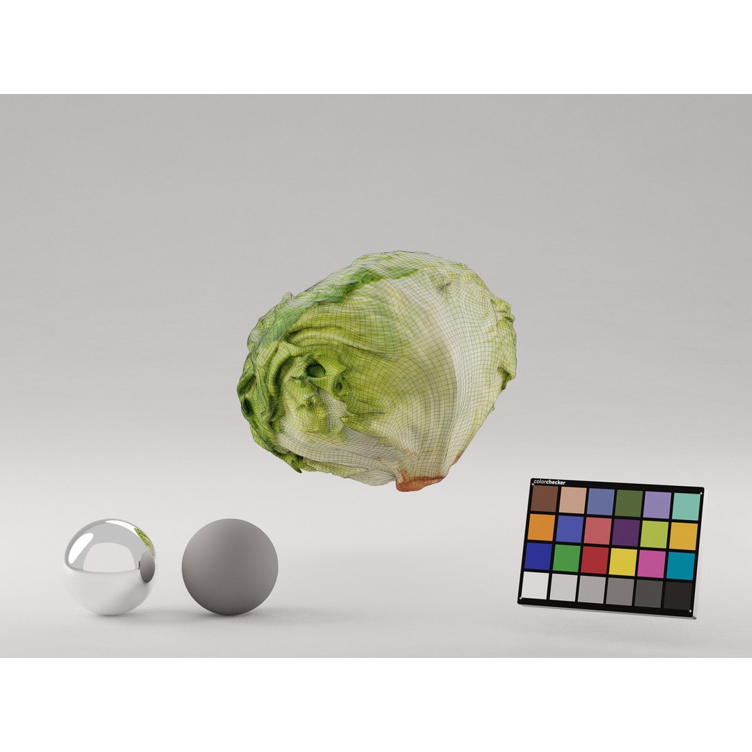 Iceberg Lettuce 3D Model – Realistic PBR Game Asset, FBX, OBJ, C4D - View 9