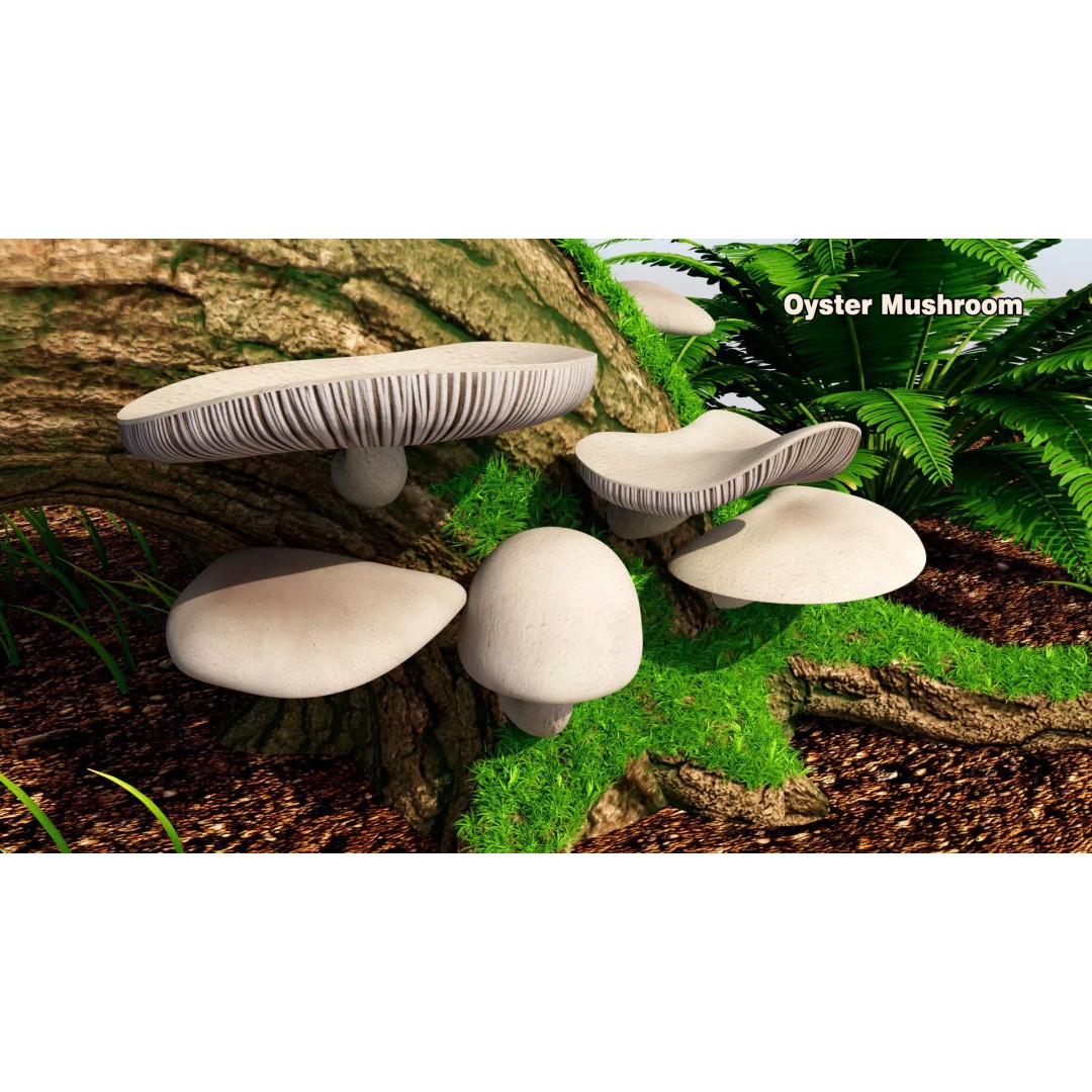Oyster Mushroom 3D Model – Low Poly PBR Game Asset, FBX - View 2