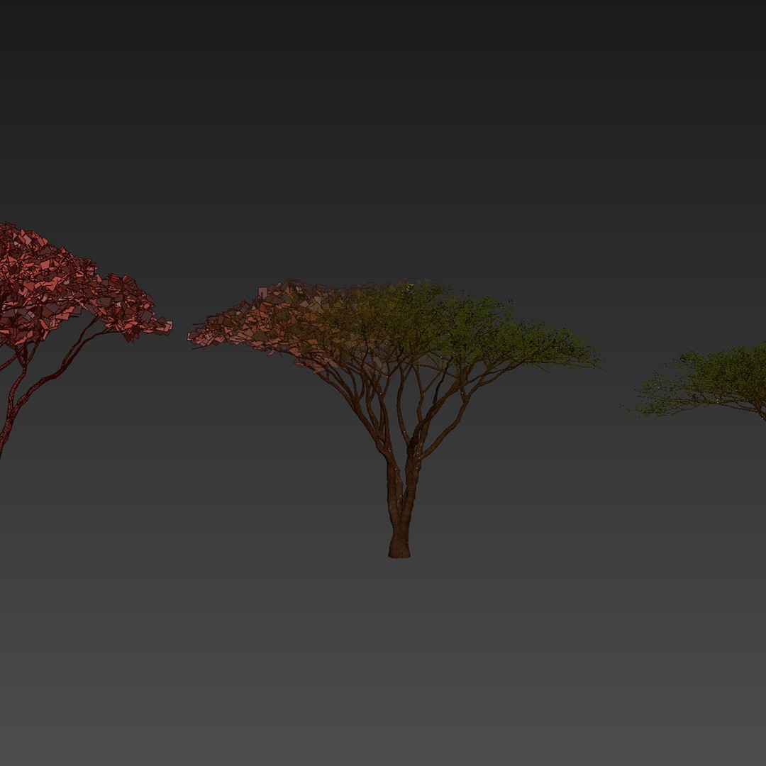 Acacia Tortilis Umbrella Thorn Tree 3D Model – PBR Game Asset, FBX