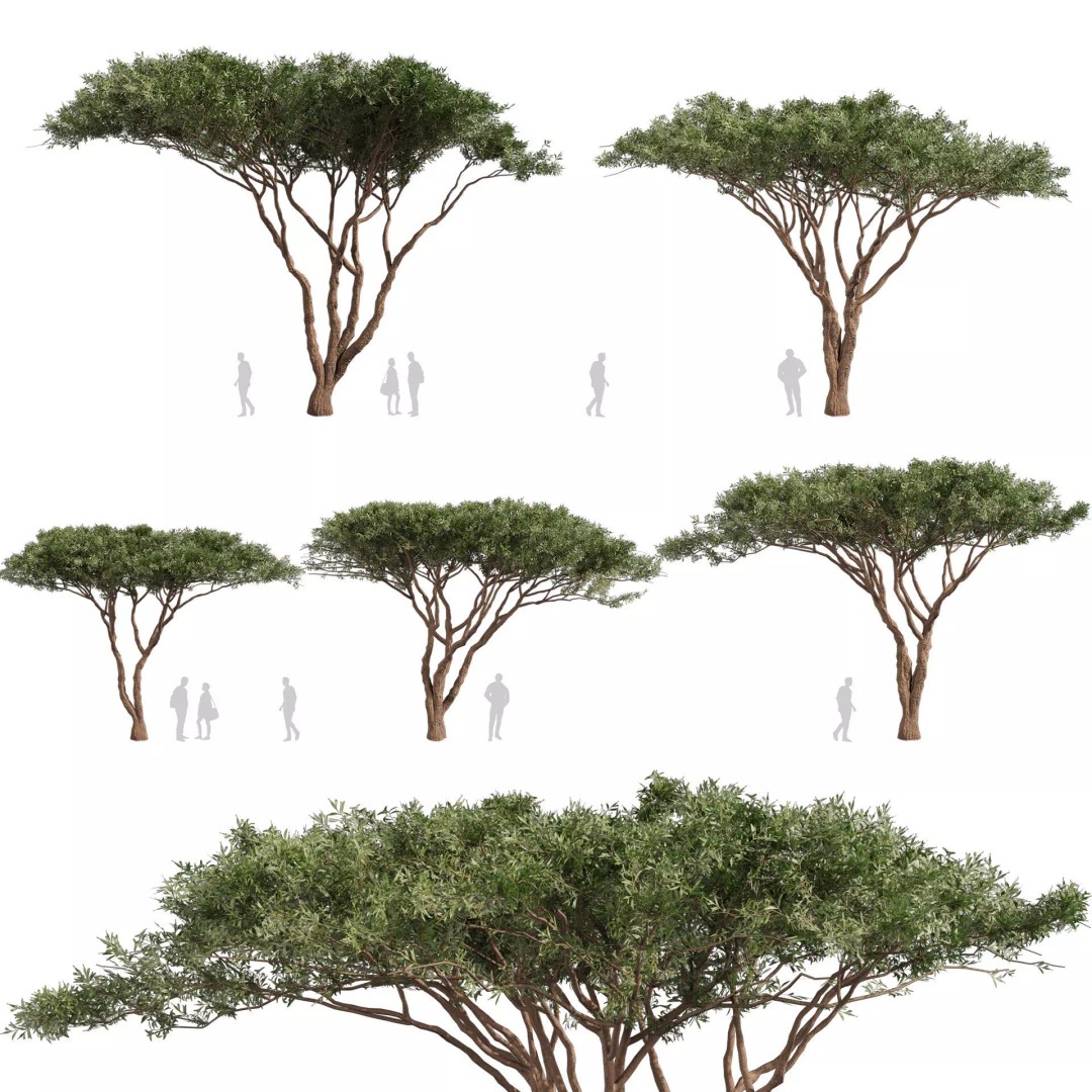 Acacia Tortilis Umbrella Thorn Tree 3D Model – PBR Game Asset, FBX - View 2