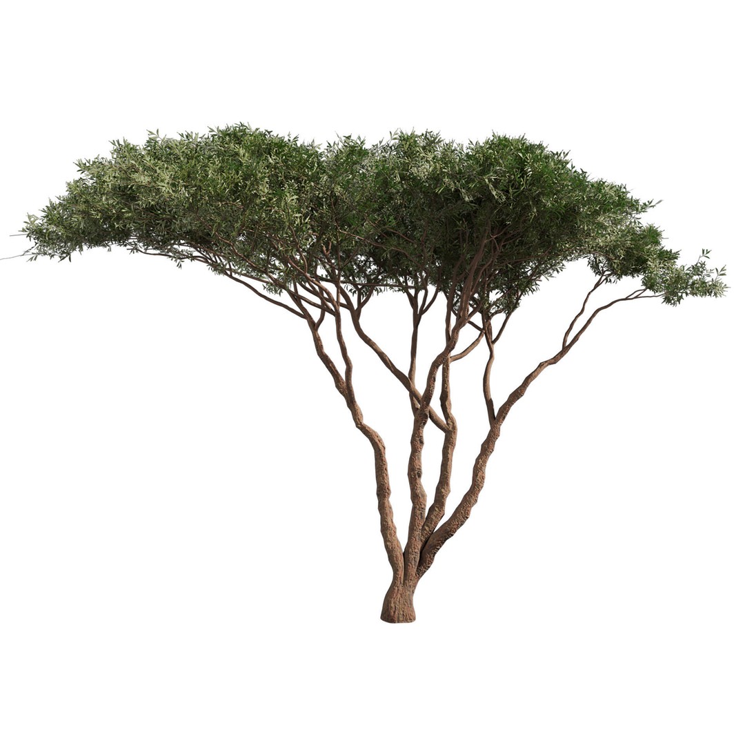 Acacia Tortilis Umbrella Thorn Tree 3D Model – PBR Game Asset, FBX - View 3