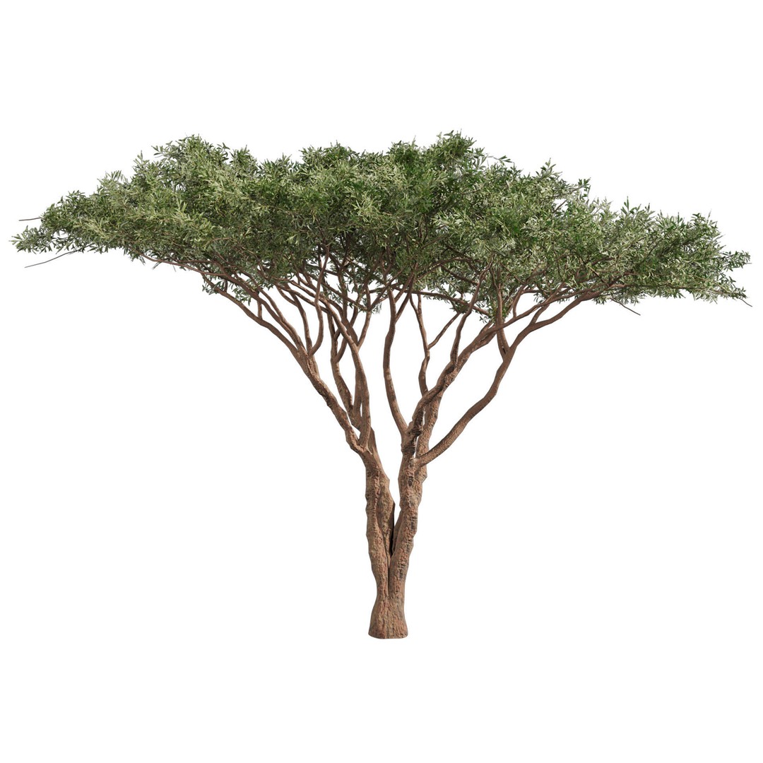 Acacia Tortilis Umbrella Thorn Tree 3D Model – PBR Game Asset, FBX - View 4