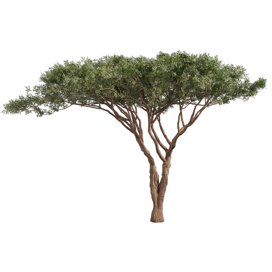 Acacia Tortilis Umbrella Thorn Tree 3D Model – PBR Game Asset, FBX - View 5