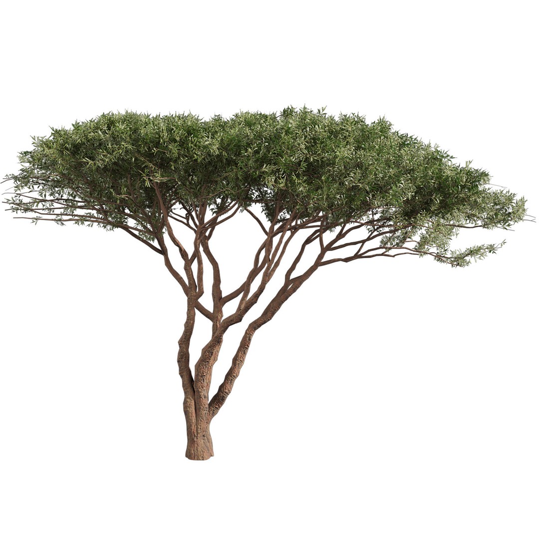 Acacia Tortilis Umbrella Thorn Tree 3D Model – PBR Game Asset, FBX - View 6