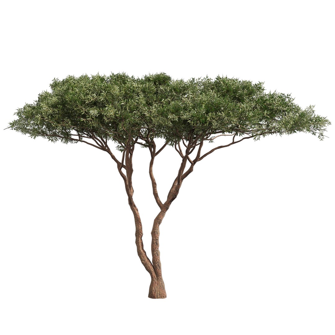 Acacia Tortilis Umbrella Thorn Tree 3D Model – PBR Game Asset, FBX - View 7