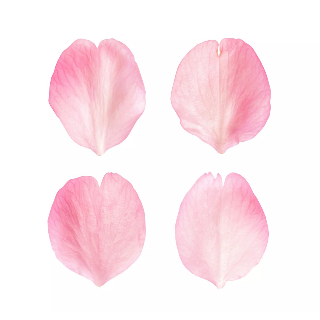Flying Petals 3D Model – Low Poly Flower Asset, FBX, Game Ready - View 2