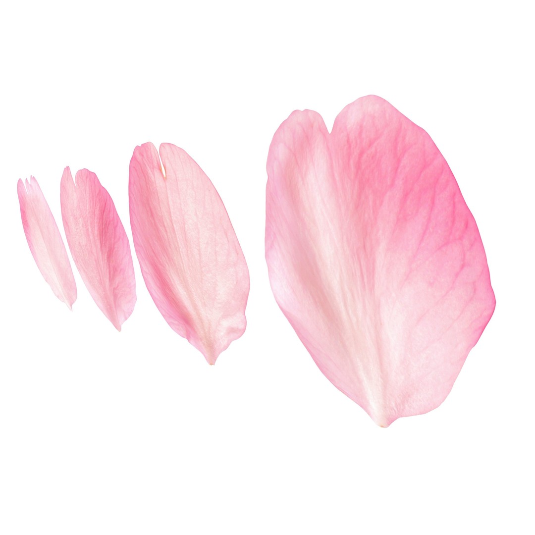 Flying Petals 3D Model – Low Poly Flower Asset, FBX, Game Ready - View 5