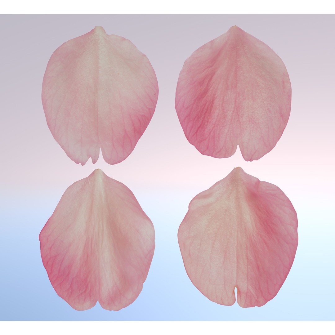 Flying Petals 3D Model – Low Poly Flower Asset, FBX, Game Ready - View 8