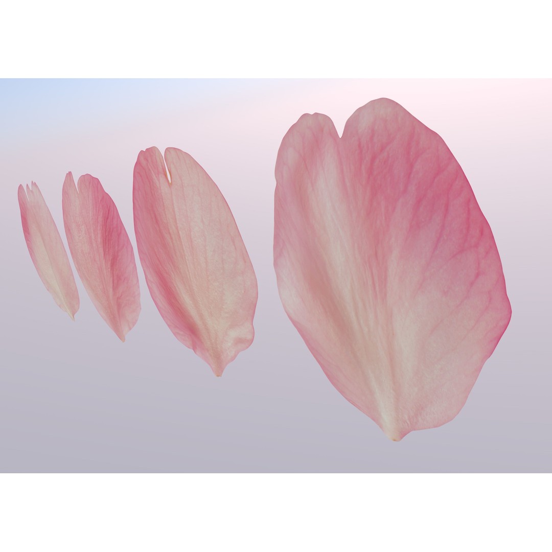 Flying Petals 3D Model – Low Poly Flower Asset, FBX, Game Ready - View 9