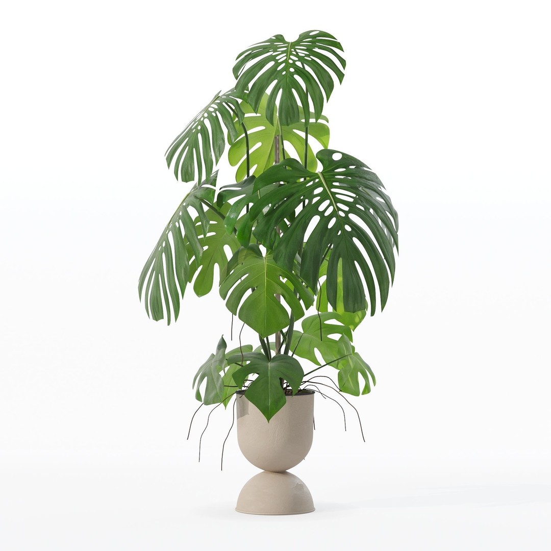 Monstera 3D Model – Tropical Pot Plant in Rattan Flower Pot - View 10