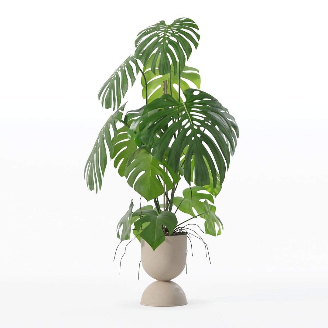 Monstera 3D Model – Tropical Pot Plant in Rattan Flower Pot - View 12