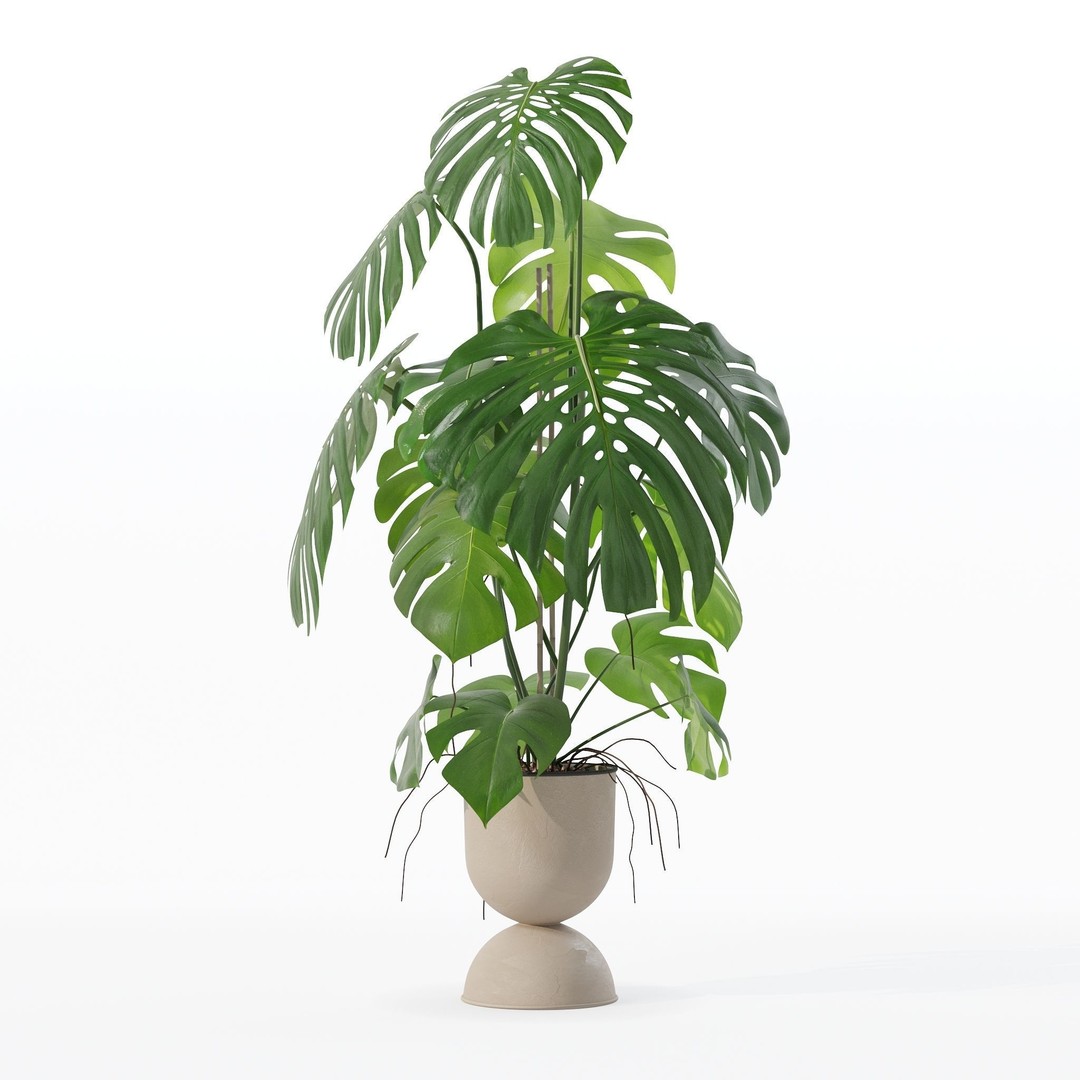 Monstera 3D Model – Tropical Pot Plant in Rattan Flower Pot - View 13