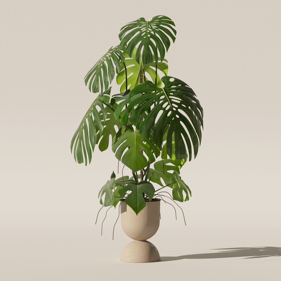 Monstera 3D Model – Tropical Pot Plant in Rattan Flower Pot - View 14