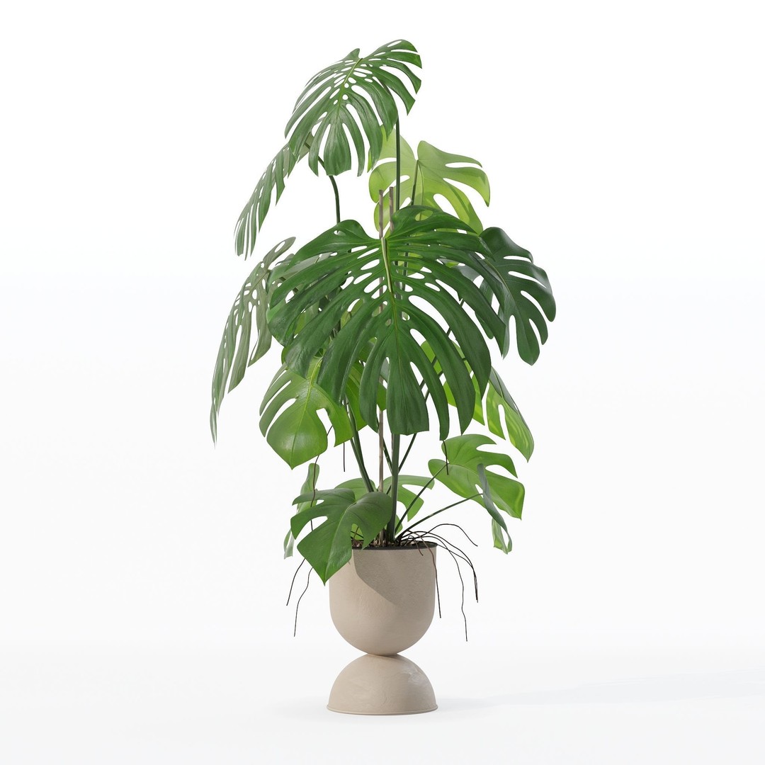 Monstera 3D Model – Tropical Pot Plant in Rattan Flower Pot - View 15