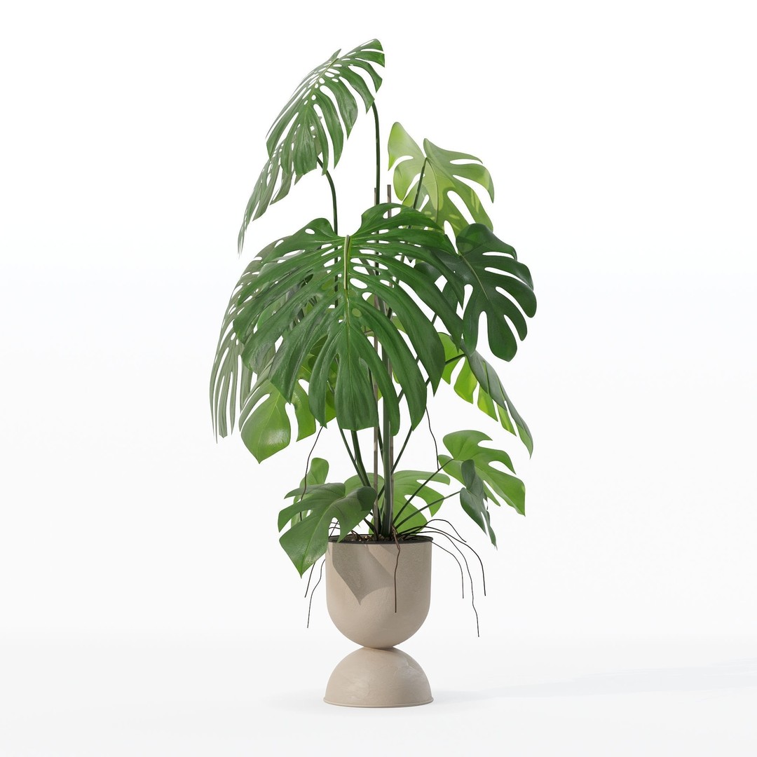 Monstera 3D Model – Tropical Pot Plant in Rattan Flower Pot - View 16