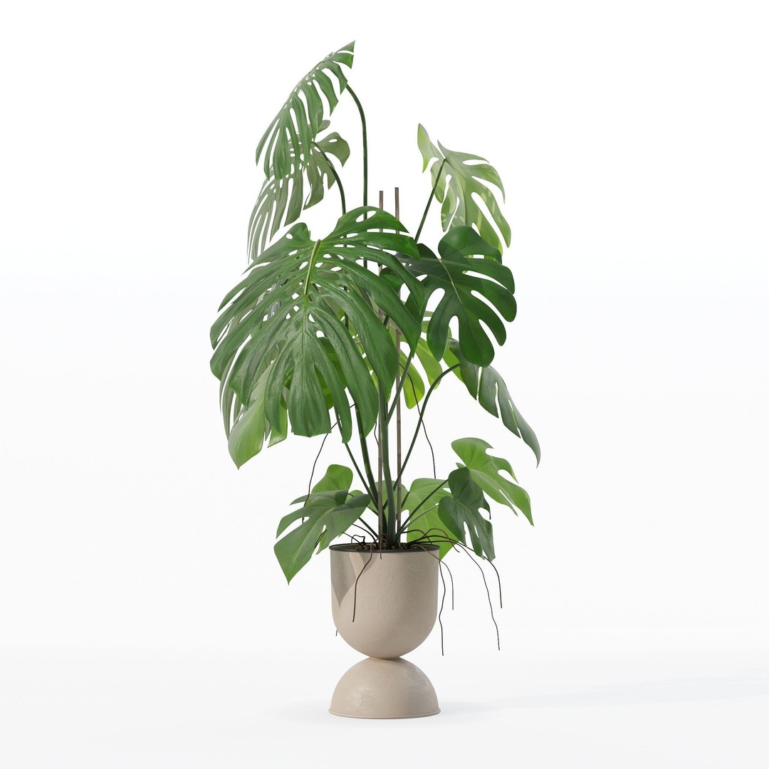 Monstera 3D Model – Tropical Pot Plant in Rattan Flower Pot - View 17