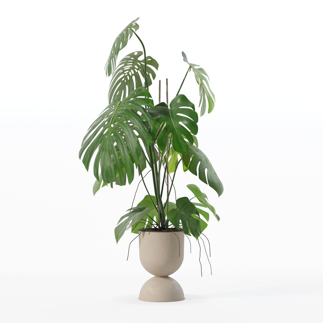 Monstera 3D Model – Tropical Pot Plant in Rattan Flower Pot - View 18