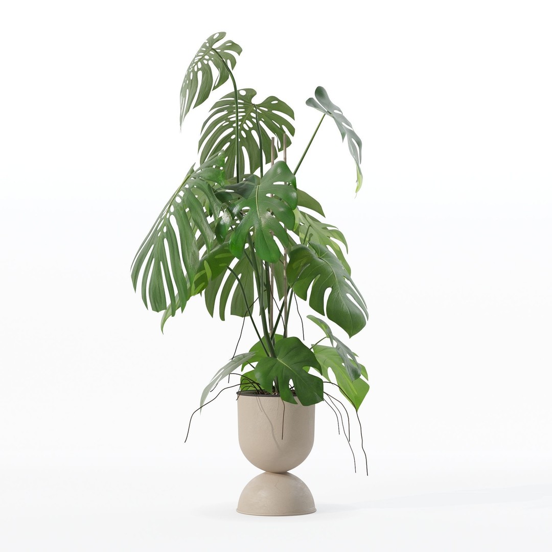 Monstera 3D Model – Tropical Pot Plant in Rattan Flower Pot - View 19
