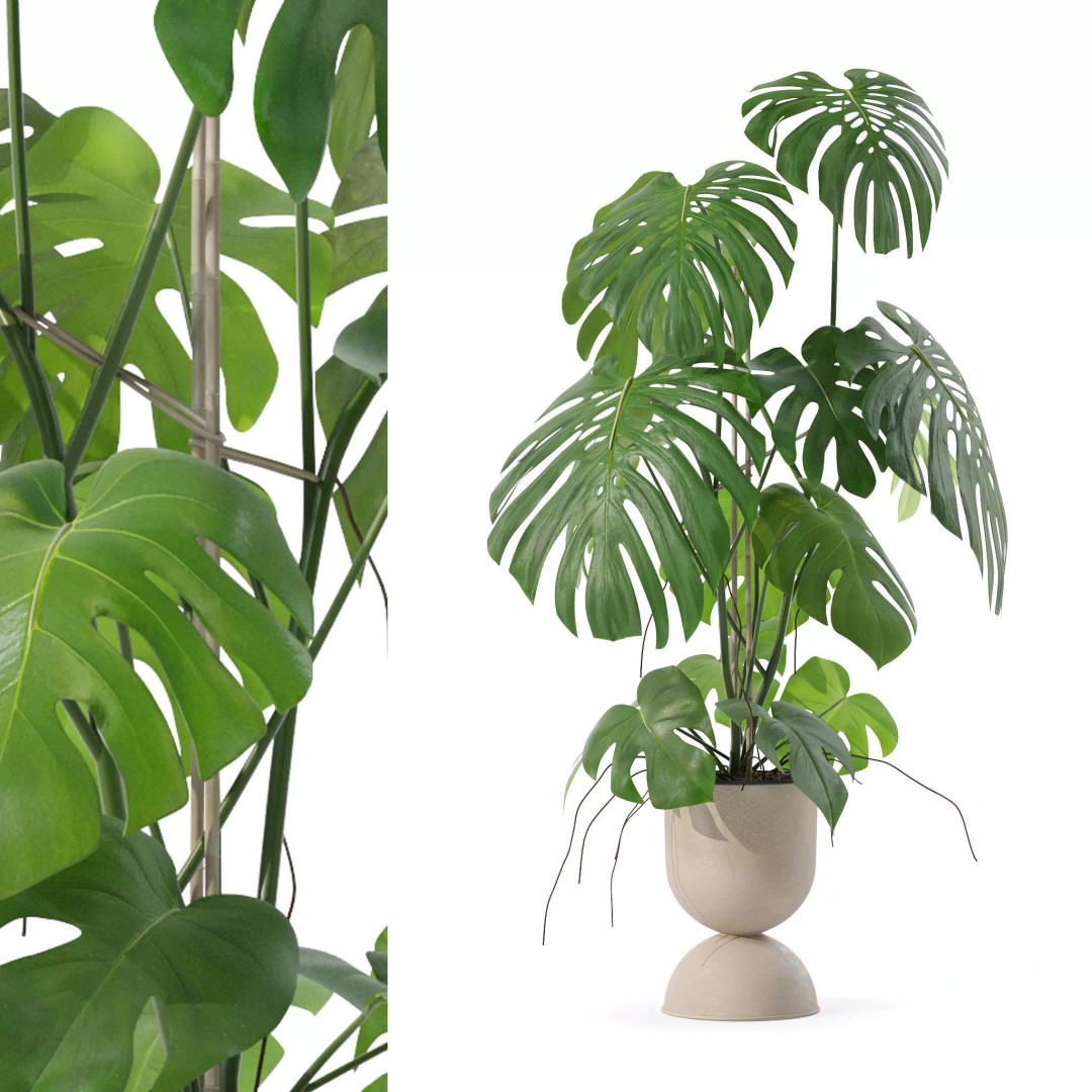 Monstera 3D Model – Tropical Pot Plant in Rattan Flower Pot - View 2