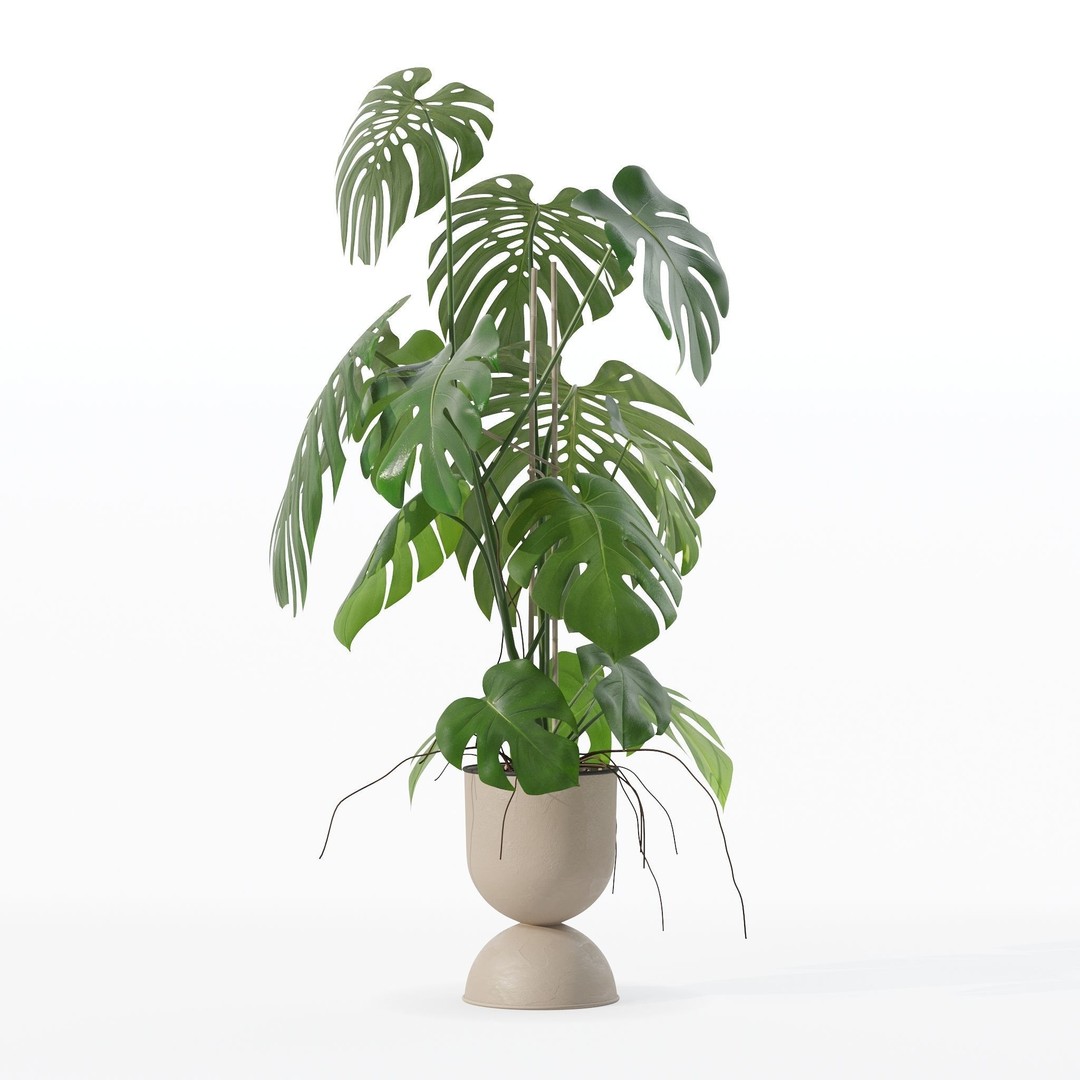 Monstera 3D Model – Tropical Pot Plant in Rattan Flower Pot - View 20