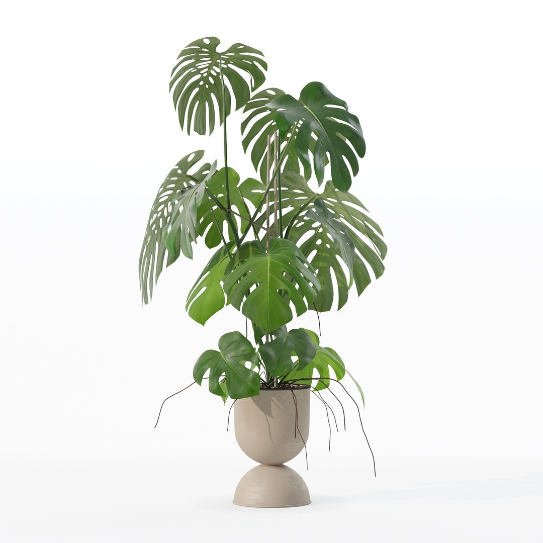 Monstera 3D Model – Tropical Pot Plant in Rattan Flower Pot - View 21
