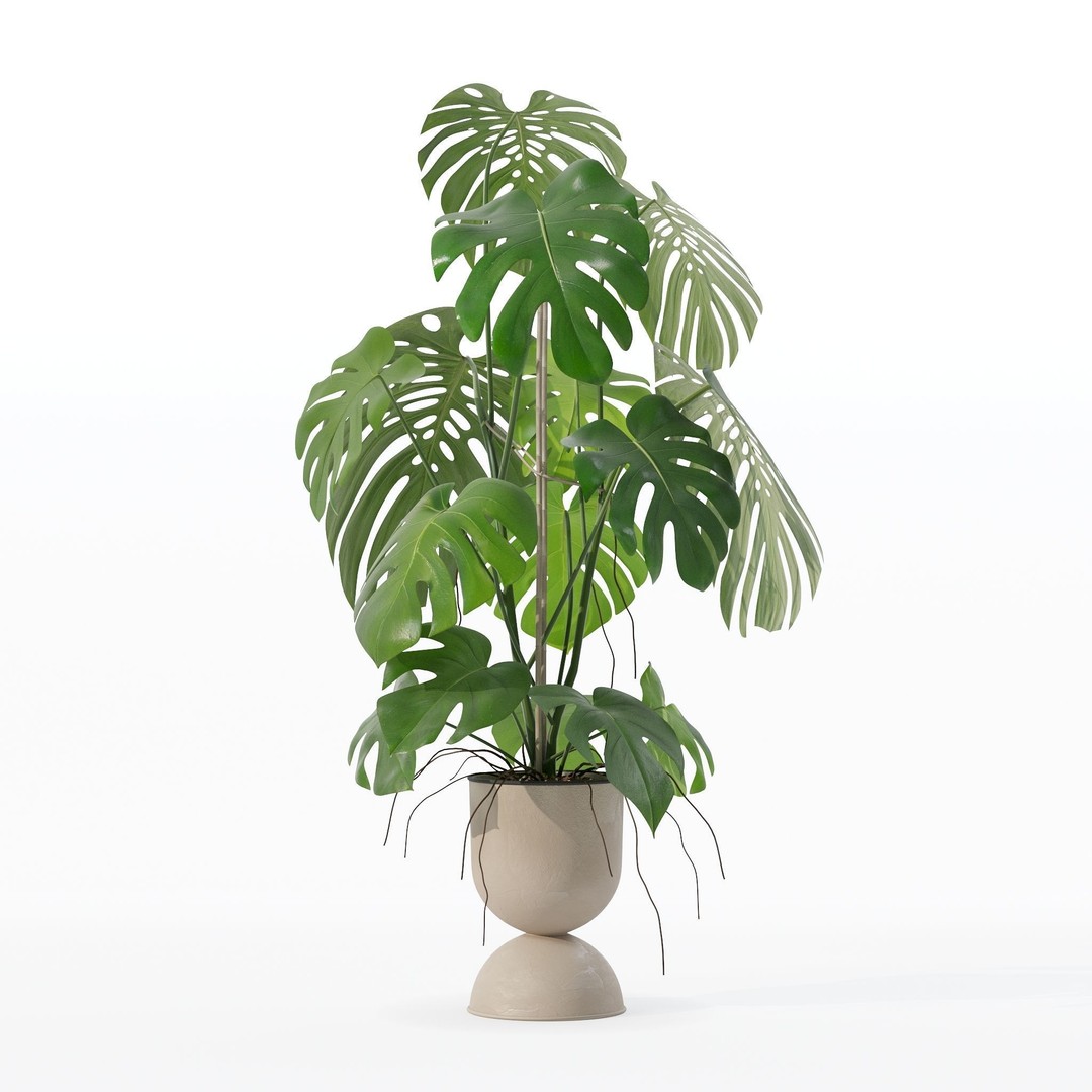Monstera 3D Model – Tropical Pot Plant in Rattan Flower Pot - View 23