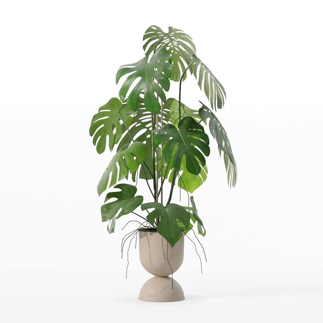 Monstera 3D Model – Tropical Pot Plant in Rattan Flower Pot - View 24