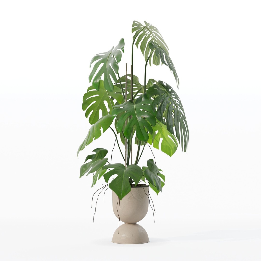 Monstera 3D Model – Tropical Pot Plant in Rattan Flower Pot - View 25