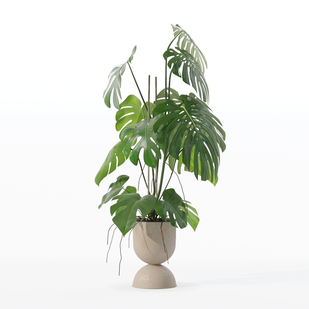 Monstera 3D Model – Tropical Pot Plant in Rattan Flower Pot - View 26