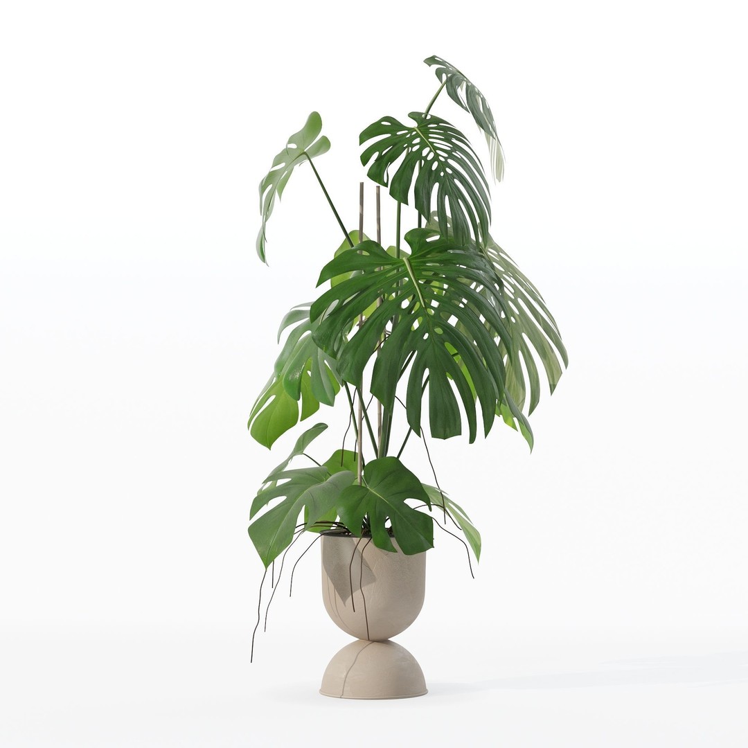 Monstera 3D Model – Tropical Pot Plant in Rattan Flower Pot - View 27