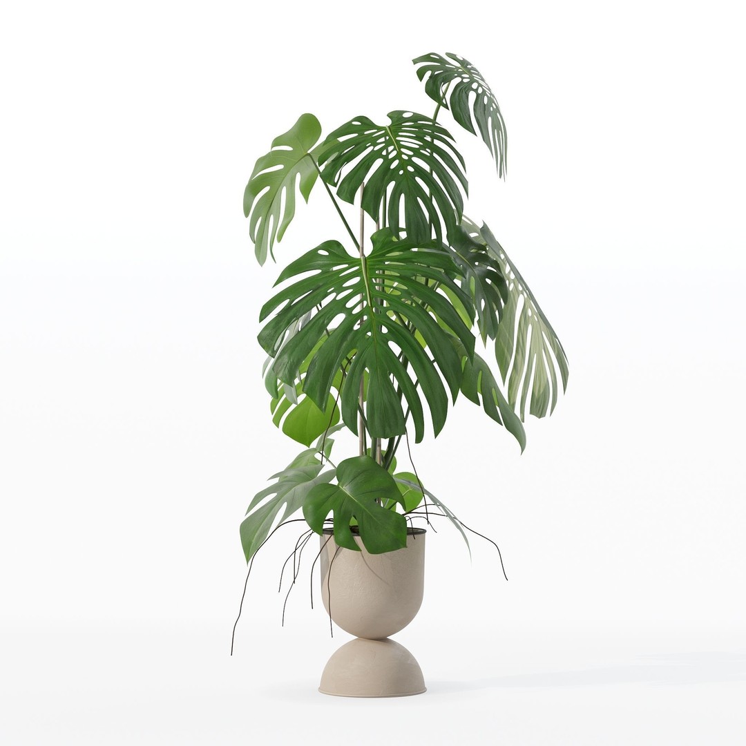 Monstera 3D Model – Tropical Pot Plant in Rattan Flower Pot - View 28