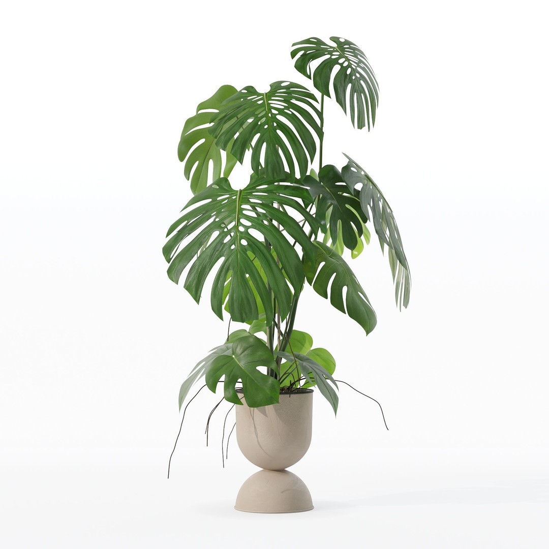 Monstera 3D Model – Tropical Pot Plant in Rattan Flower Pot - View 29
