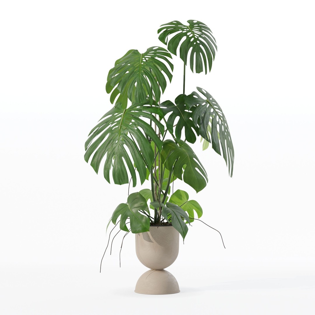 Monstera 3D Model – Tropical Pot Plant in Rattan Flower Pot - View 30