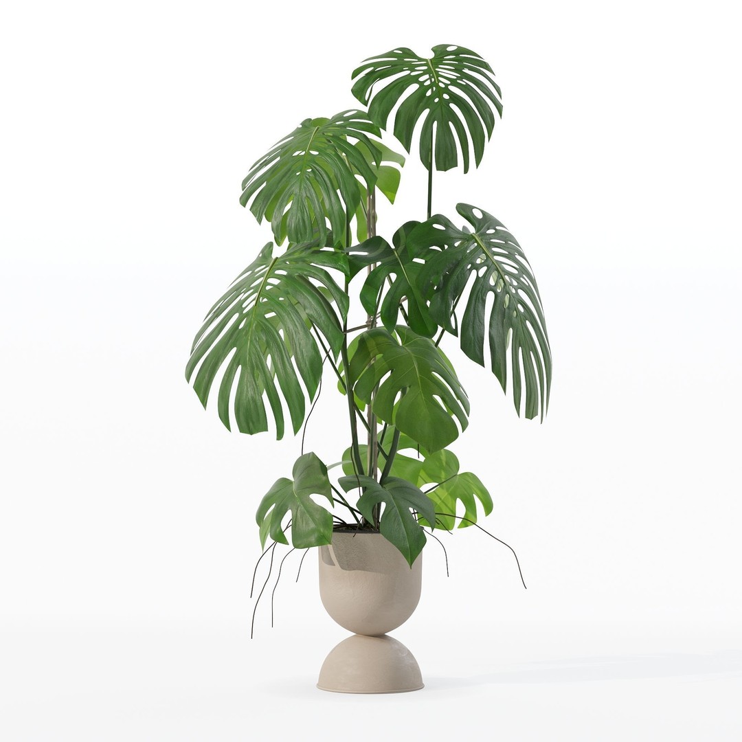 Monstera 3D Model – Tropical Pot Plant in Rattan Flower Pot - View 31