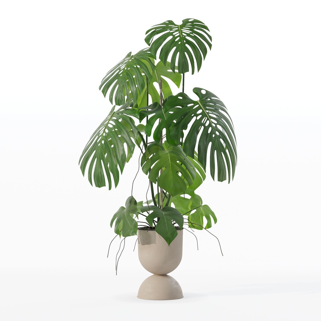 Monstera 3D Model – Tropical Pot Plant in Rattan Flower Pot - View 32