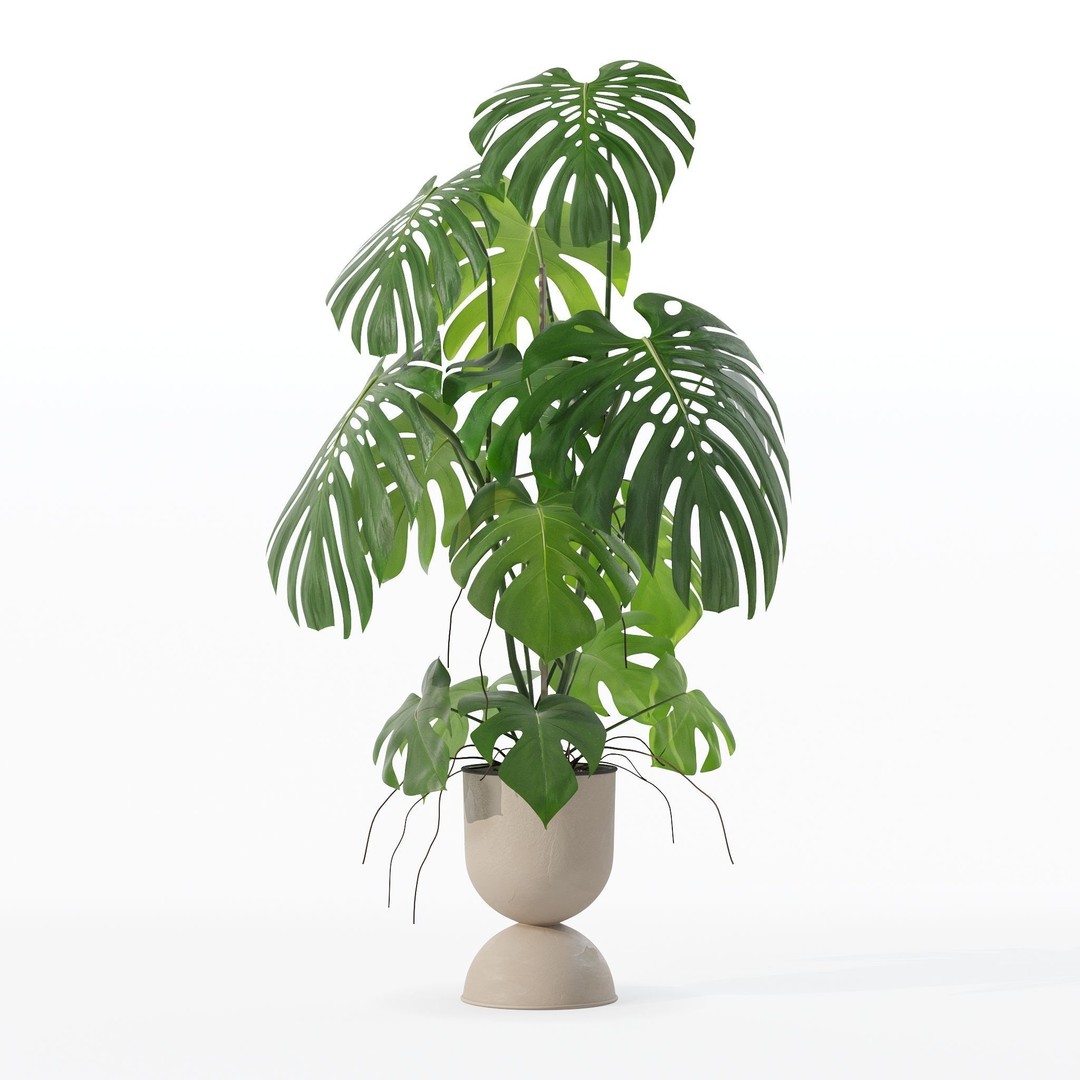 Monstera 3D Model – Tropical Pot Plant in Rattan Flower Pot - View 33