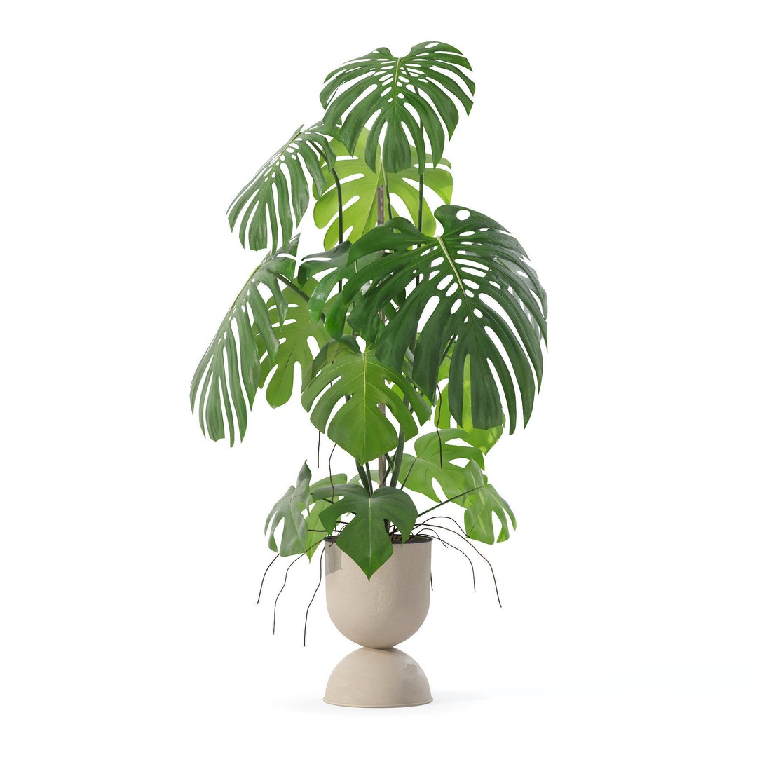 Monstera 3D Model – Tropical Pot Plant in Rattan Flower Pot - View 4