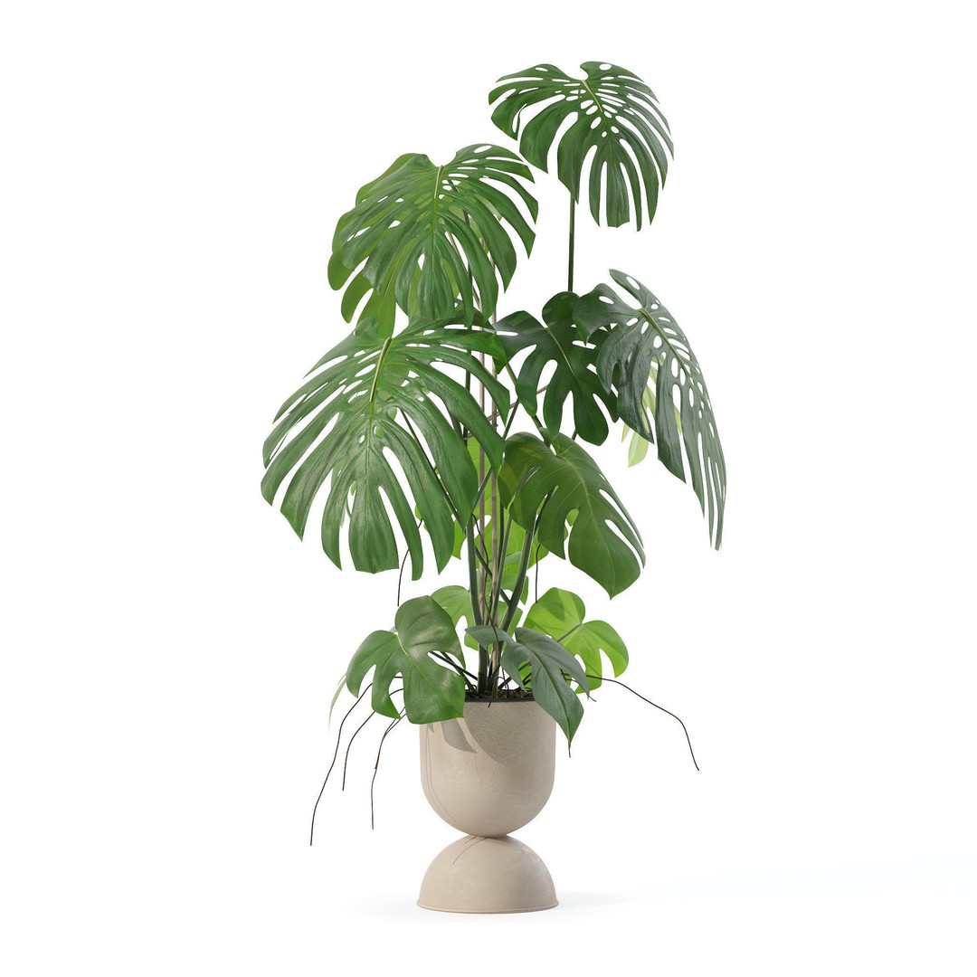 Monstera 3D Model – Tropical Pot Plant in Rattan Flower Pot - View 5