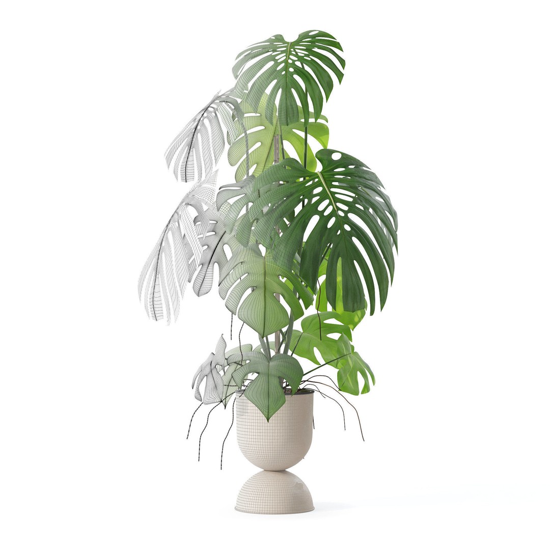 Monstera 3D Model – Tropical Pot Plant in Rattan Flower Pot - View 6