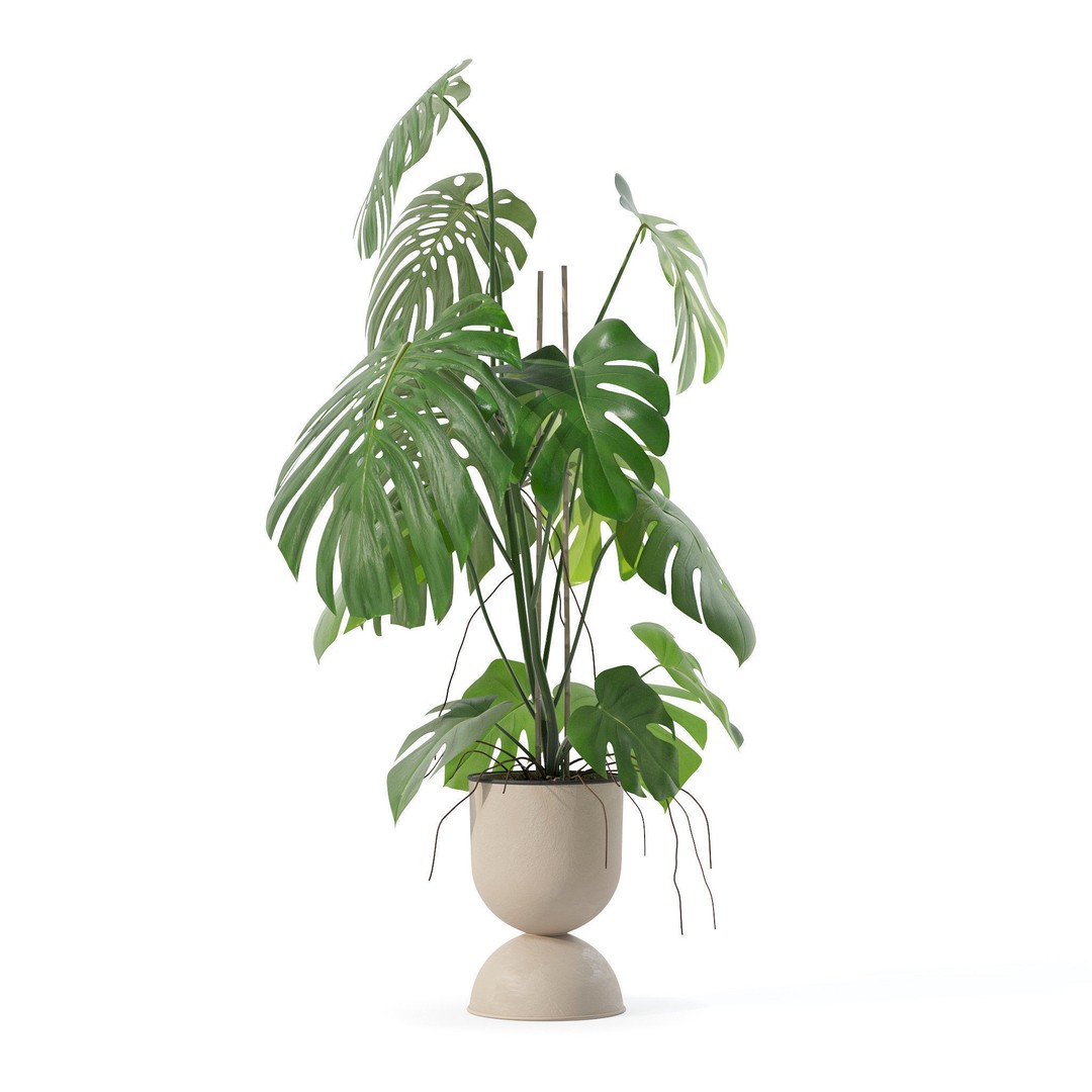 Monstera 3D Model – Tropical Pot Plant in Rattan Flower Pot - View 7